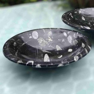 Large Round Polished Orthoceras Fossil Bowl - 200mm