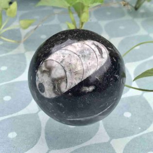 Polished Orthoceras Fossil Sphere
