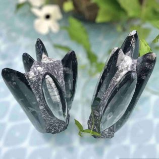 Polished Orthoceras Fossil - Pair of Tall Sculptures / Bookends