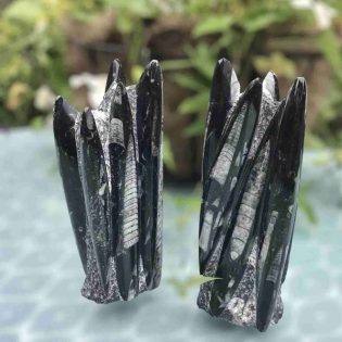 Polished Orthoceras Fossil - Pair of Tall Sculptures / Bookends