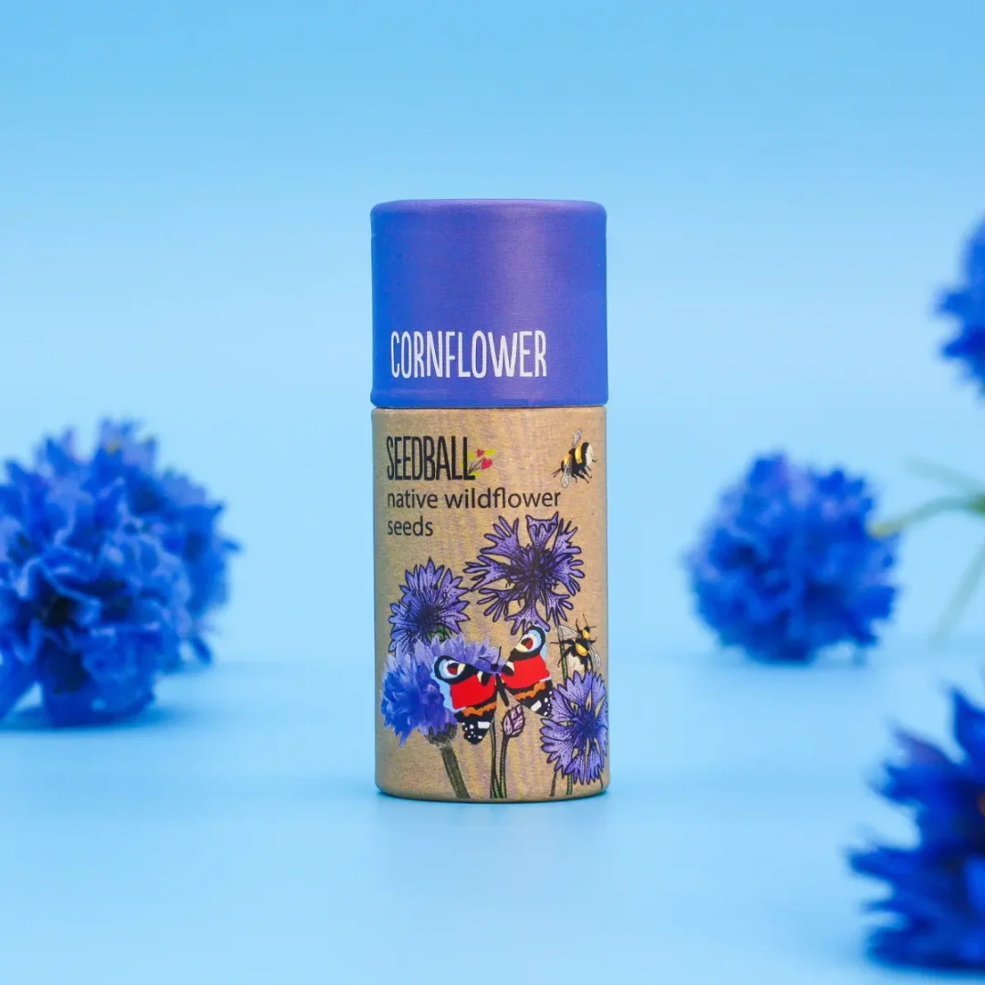 Seedball Wildflower Tubes Cornflower 1