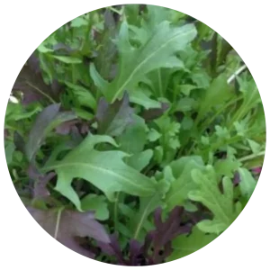Wild Rocket Salad