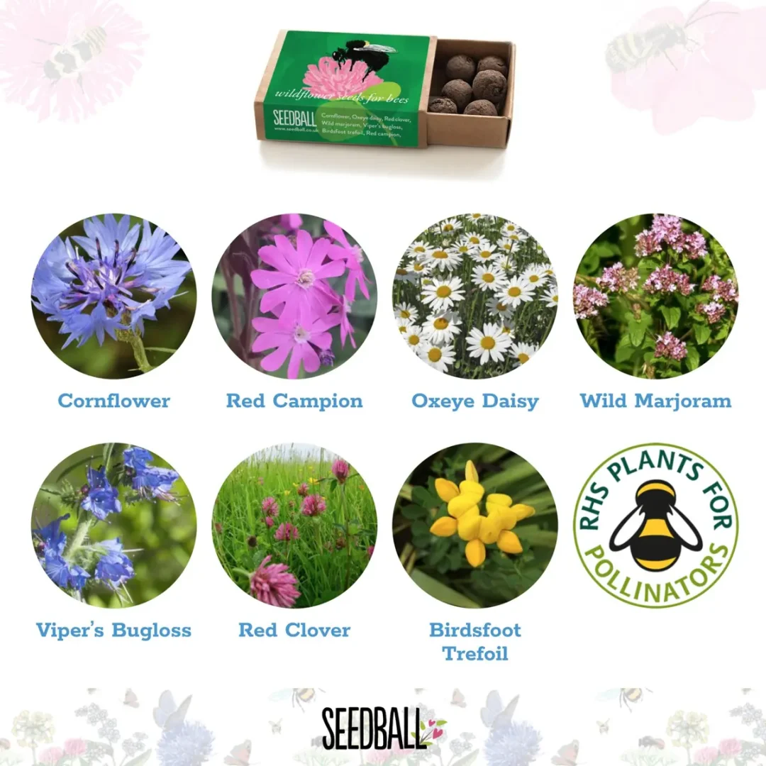 Bumblebee Pocket Boxes by Seedball Short Haired Bumblebee Flower Mix Available at Tiezori