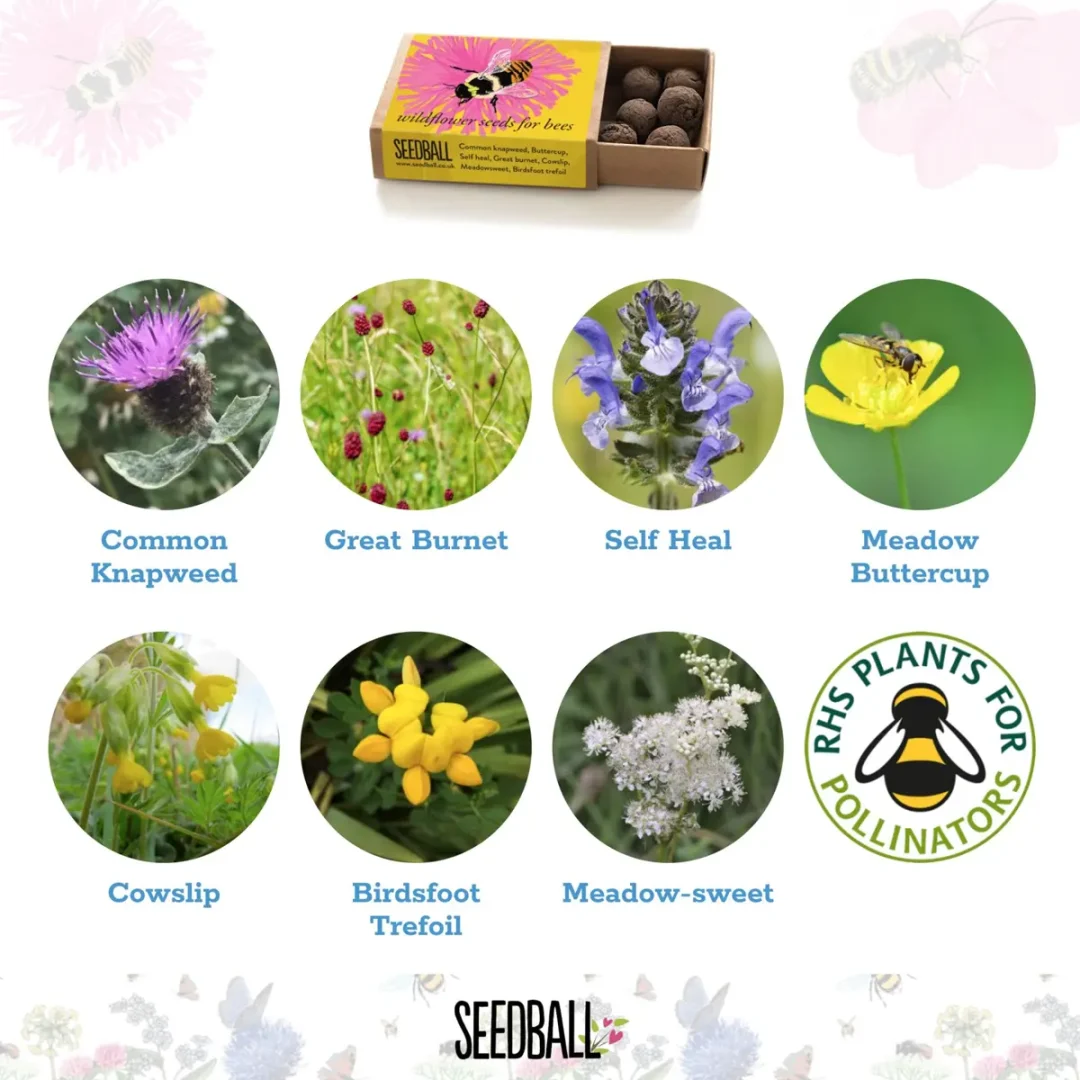 Bumblebee Pocket Boxes by Seedball Shrill Carder Bumblebee Flower Mix Available at Tiezori