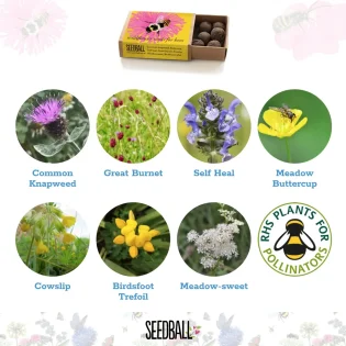 Bumblebee Pocket Boxes by Seedball Shrill Carder Bumblebee Flower Mix Available at Tiezori