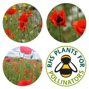 Poppy Wildflower Pocket Boxes by Seedball available at Tiezori 4