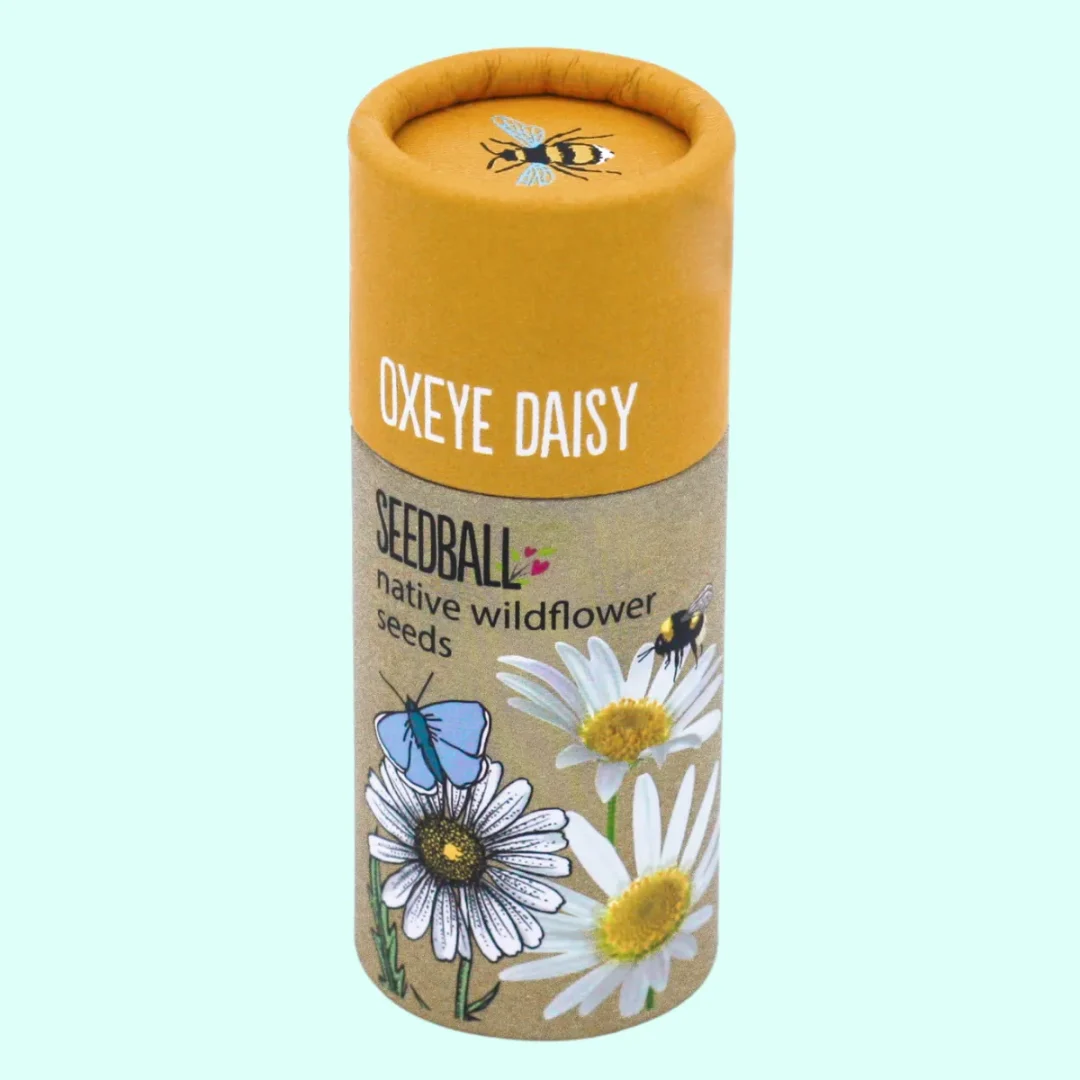 Oxeye Daisy Seed Tubes by Seedball available at Tiezori