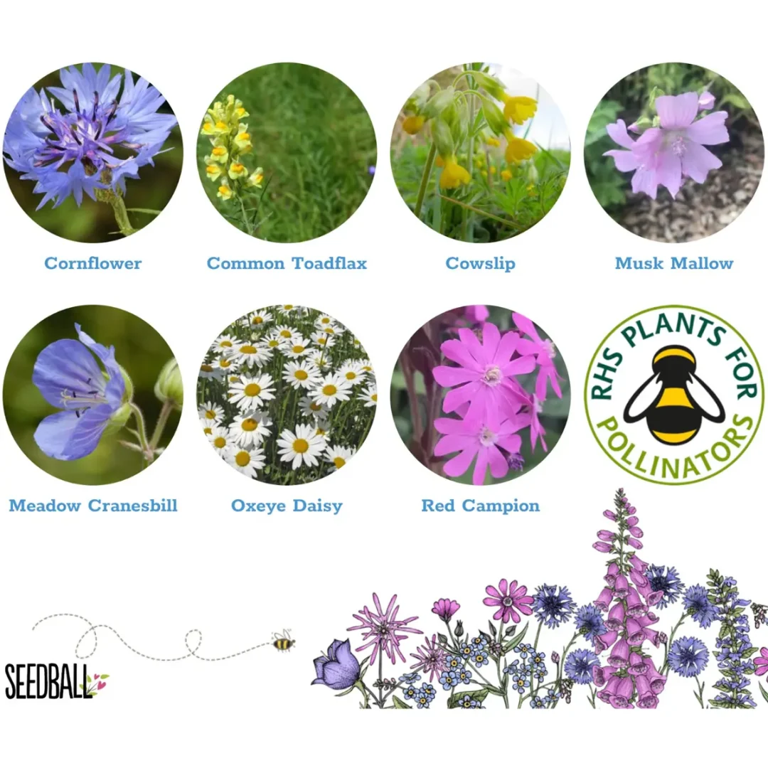 Seed card for Pride Rainbow Wildflowers Seeds by Seedball available at Tiezori
