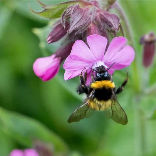 Seedball Bee on Red Campion Lifestyle Photo available at Tiezori