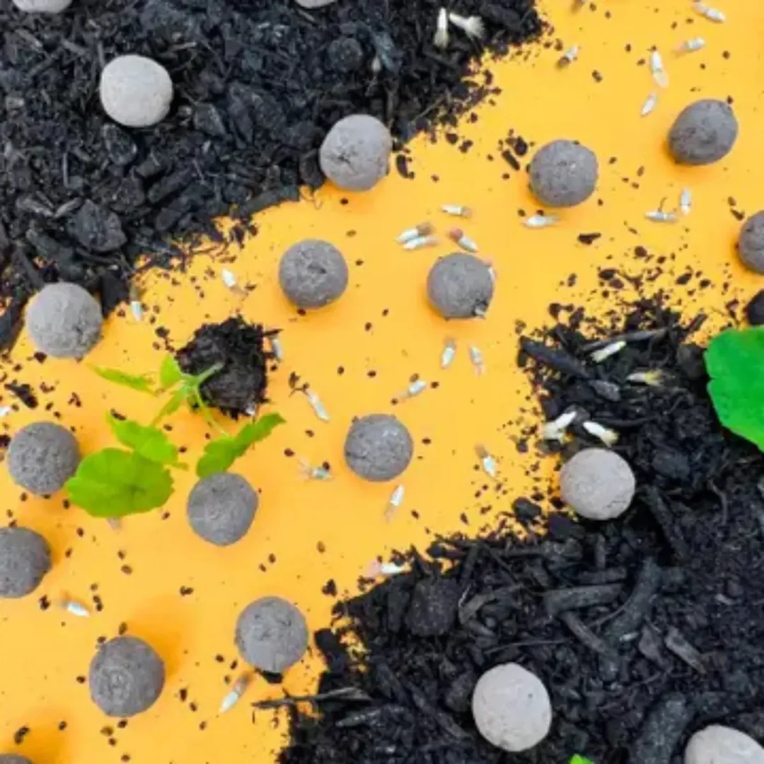 Seedball Scatter on Yellow Background Lifestyle Photo available at Tiezori