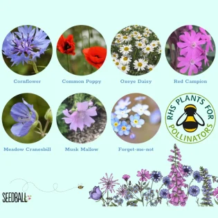Seed card for Mini Tin Thank You For Helping Me Grow Teachers Gift by Seedball available at Tiezori